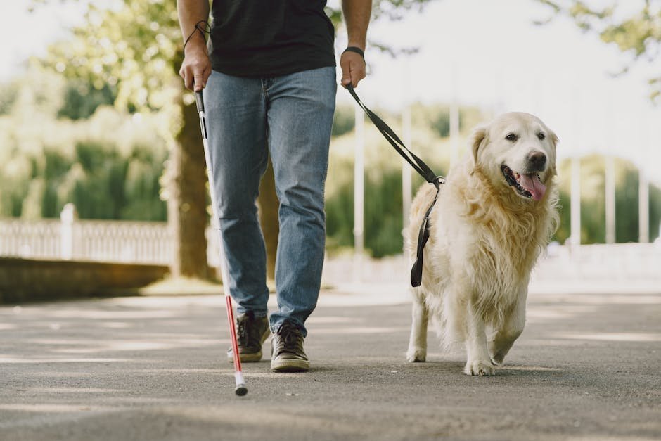 Veteran with psychiatric service dog walking in park
