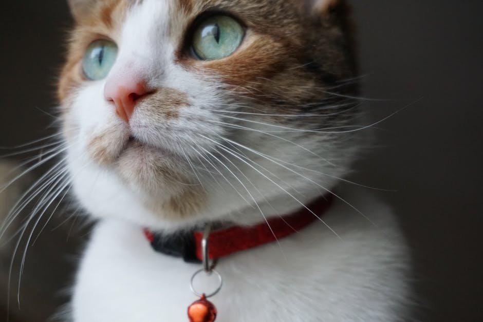 Person holding cat collar grieving in quiet living room